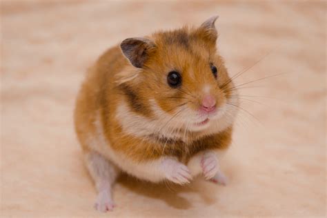 5 Types of Hamster Breeds: Personality Traits + Care Tips