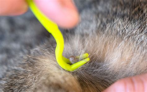 Pode Dar Banho Em Filhote De Cachorro Com 40 Dias