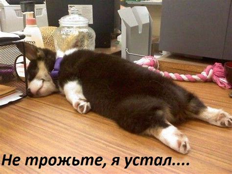 Картинки с надписями. я устал....