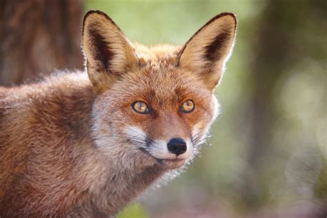 What Is a Fox Eye Thread Lift? | Non-Surgical Thread Lift