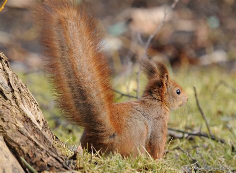 Белка обыкновенная (лат. Sciurus vulgaris)