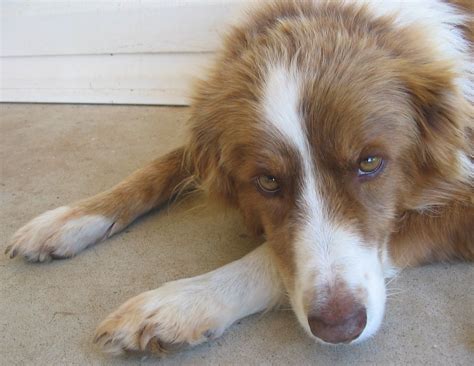 how to get a dog to eat that refuses