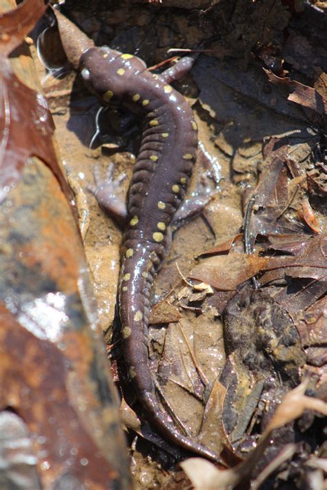 The Preserve's Spring Spotlight Species: Spotted Salamander - Virginia