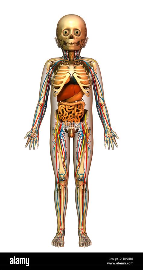 child anatomy with organs Stock Photo - Alamy