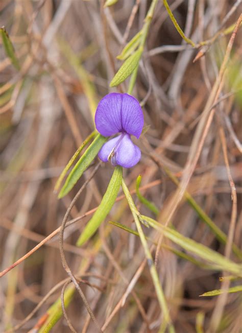 lax fountainbush psoralea laxa morten ross