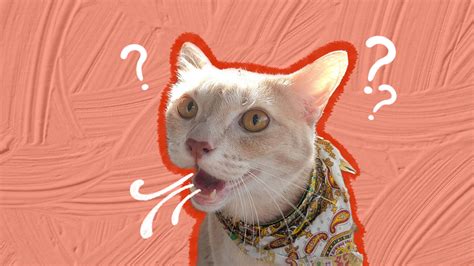 Cat Panting? Here’s What It Means, According To The Experts - DodoWell ...