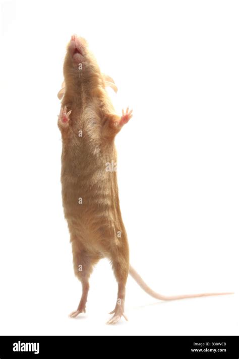 mouse mouth open  res stock photography  images alamy