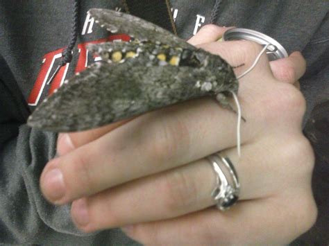 5 Spotted Hawk Moth? Found in Nebraska, very docile- I assume because