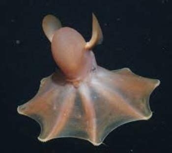 Cirrina Octopus: A Fascinating Deep-Sea Creature