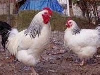 backyard chickens ideas raising chickens chickens chickens backyard