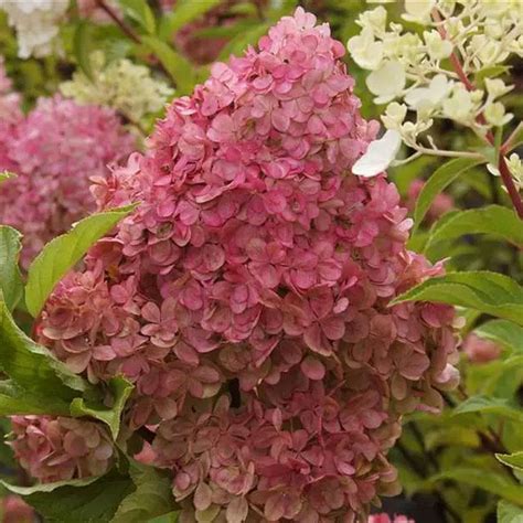 Hortenzija- Pink diamond