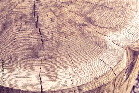 Cross section of a cut log.Wood structure. Stock Photo | Adobe Stock