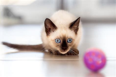 Siamese Cat Breed Information & Characteristics