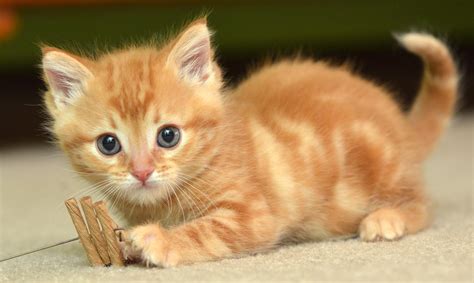 cat   hat  cute cat images  medienhomede