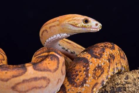 Scaleless Ball Python Care Guide (All Needs & Health Issues)
