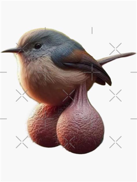 bird  balls meme sticker  sale  endless mind redbubble