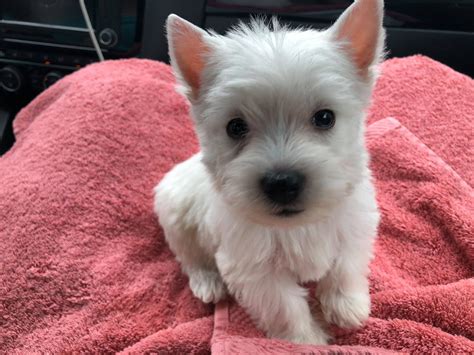 This is Sparky - 7 weeks old and his first day home! | Westie dogs ...