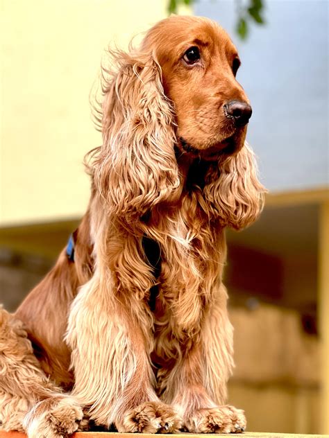 Is Oakley a Pure Cocker Spaniel or Mixed Breed? 🐾🤔 : r/DOG