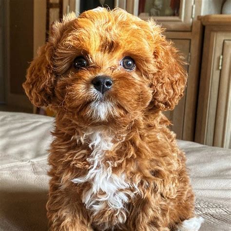 find cavapoo puppies  sale  greensboro north carolina