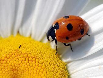 weekend science fun ladybugs growing  science blog