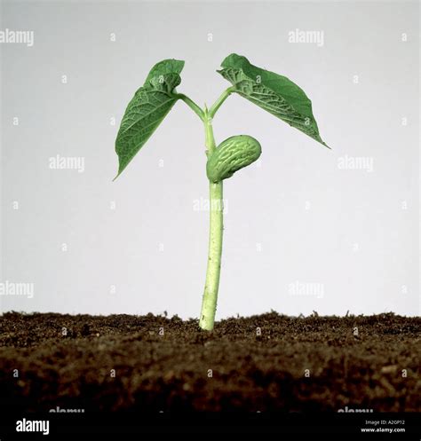 Young green bean plant Phaseolus vulgaris Seedling with seed cotyledons and first true leaves ...