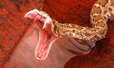 Burmese Python Teeth - A-Z Animals