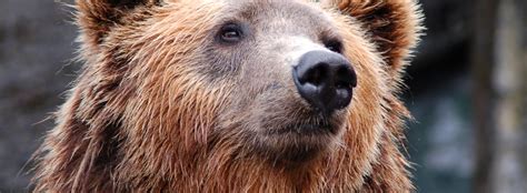 Cinnamon Bear Facts and Information | United Parks & Resorts | United ...