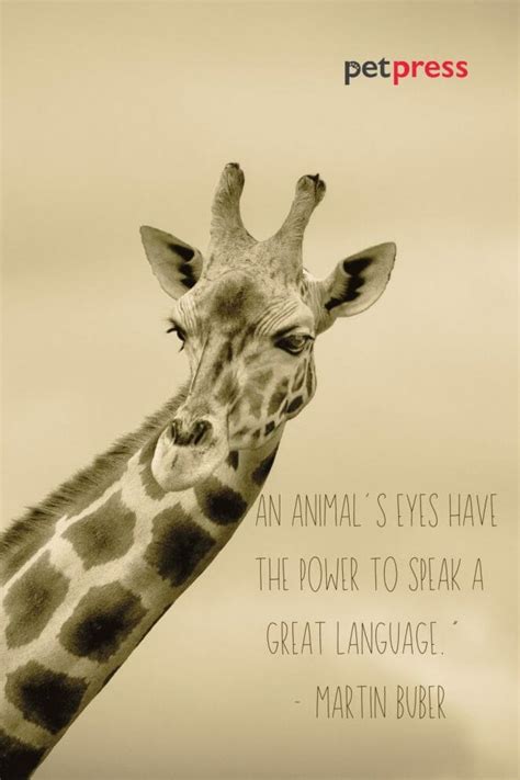 50+ Giraffe Quotes: Embracing Life's Profound Wisdom - PetPress