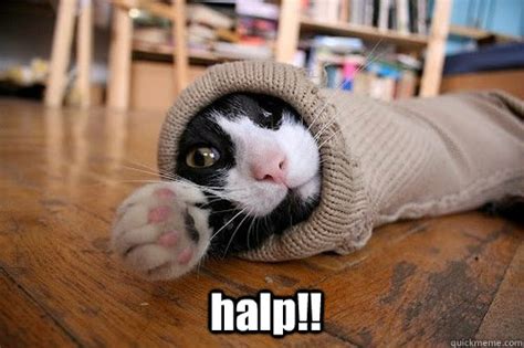 halp lolcat memes | quickmeme