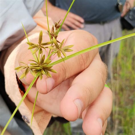 June 23-24 | Canceled: Sedge Identification Class