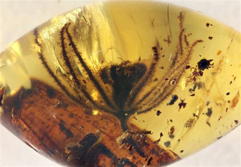fossil flower   jurassic park treatment reveals   million