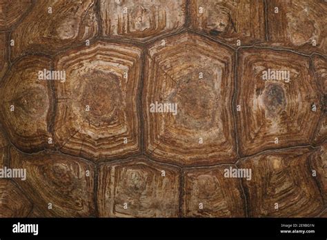 The shell of a giant turtle, close-up. Background texture and carapace ...