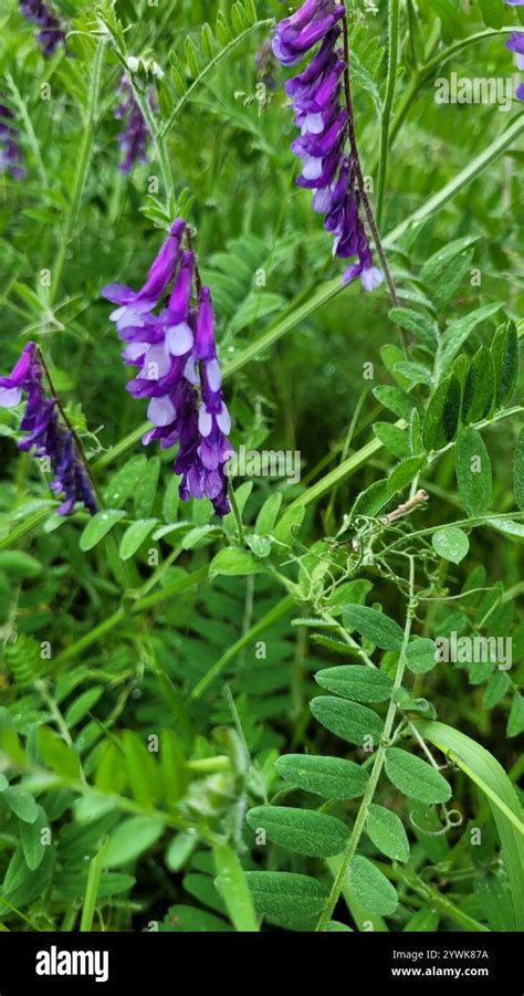 hairy vetch (Vicia villosa Stock Photo - Alamy