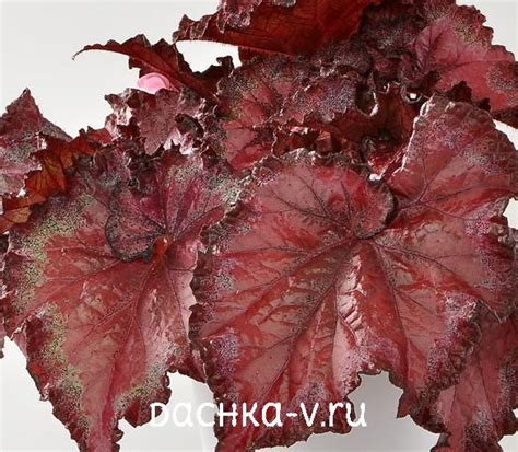 Бегонии декоративно-лиственные – моя коллекция. Часть 2 - Юккина дача №3