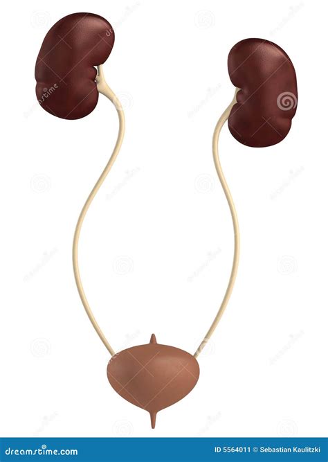 Urinary System Anatomy. Incontinence Biology Infection Uti, Ureter