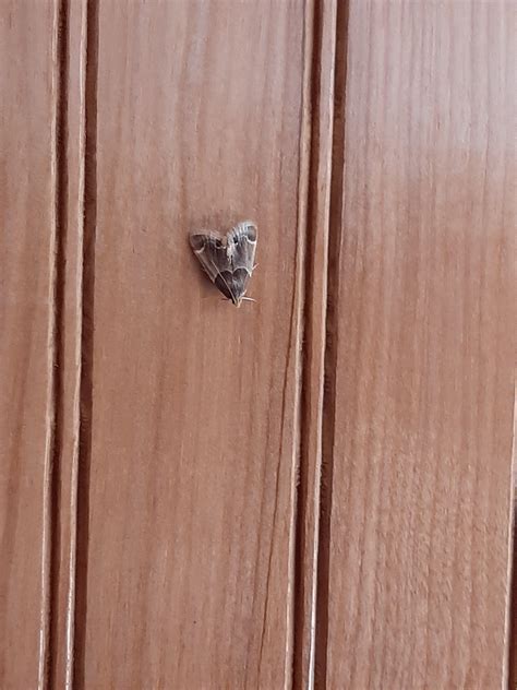 Found in America. Ohio to be exact, anyone have an ID? I was looking to