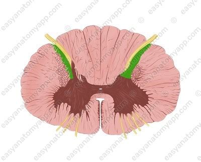 Spinothalamic tracts – Easy Anatomy 3D