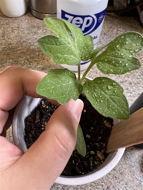 Tomato Plant Troubleshooting : r/gardening