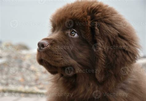 Side Profile of a Young Newfie Puppy's Head 32418700 Stock Photo at