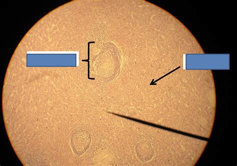 practical 2 Diagram | Quizlet 