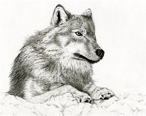 Wolf laying down by Tayjones on DeviantArt