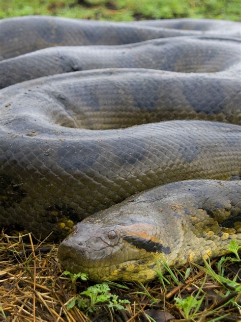 29 how fast is a anaconda Ultimate Guide