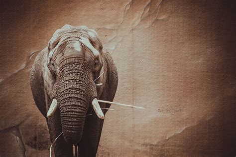 Gajah Safari Afrika - Foto gratis di Pixabay - Pixabay