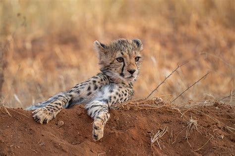 Cheetah Cub | Sean Crane Photography