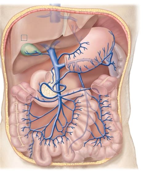 abdominal veins Diagram | Quizlet