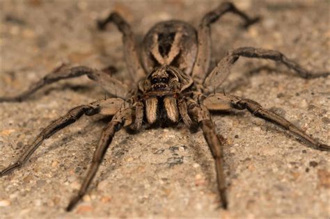 Are There Multiple Types of Wolf Spiders? - A-Z Animals