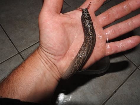 Giant slug found in Harrow 'no risk' says ministry of agriculture | CBC ...