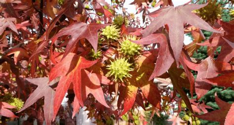 Liquidambar Styraciflua Fruit