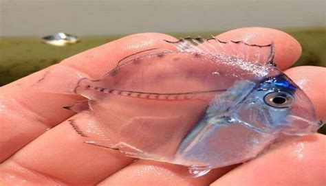 Conoce a los peces y especies transparentes que habitan en el mar