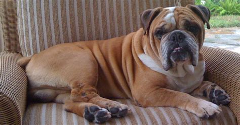 Winston: The beloved English Bulldog